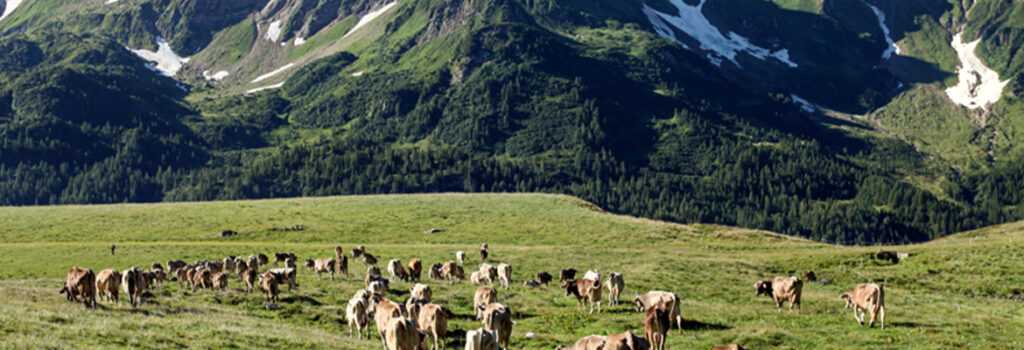 Sapori di alta montagna